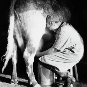 Land Girl Milking Cow Land Girl Milking Cow