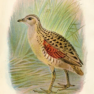 Land rail birds from Great Britain 1897