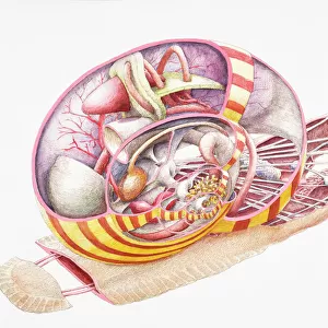 Land Snail (Gastropoda), internal anatomy, cross-section