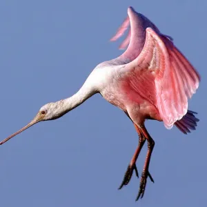 Landing Spoonbill Landing Spoonbill