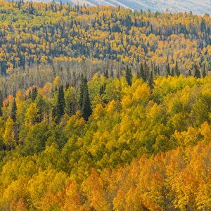 Landscape with autumn forest in Manti-La Sal National Forest, Utah, USA