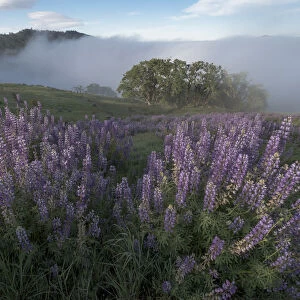 Landscape from Bald Hills Road with oak trees, lupine, green hills and fog. Redwood National Park, California, USA