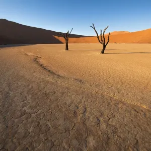 Landscape of Deadvlei at sunrise, Namib-Naukluft National Park, Namibia Landscape of Deadvlei at sunrise, Namib-Naukluft National Park, Namibia