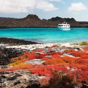 Landscape of Isla Santa Fe with red vegetation, turquoise ocean