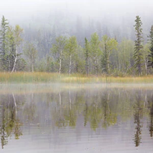 Landscape with lake and foggy forest by Little Lost Lake, Alaska, USA
