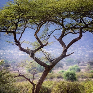 Landscape Scene of Leopard Resting in Acacia Tree in Samburu, Kenya