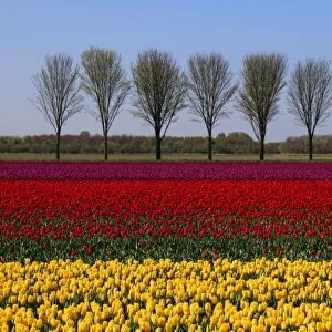 Landscape with tulips in spring, Netherlands