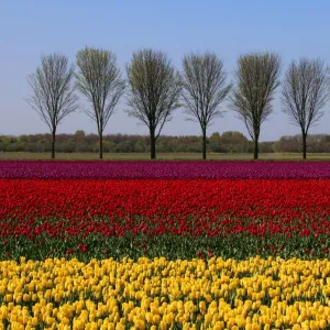 Landscape with tulips in spring, Netherlands