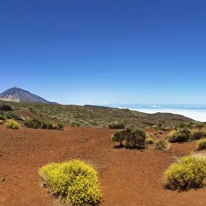 Landscape with vegetation typical of the Parque Nacional de las Canadas del Teide, Teide National Park, UNESCO World Natural Heritage Site, with Mount Teide volcano at the rear, Montijos, Lomo Incienso, Realejos, Tenerife, Canary Islands, Spain