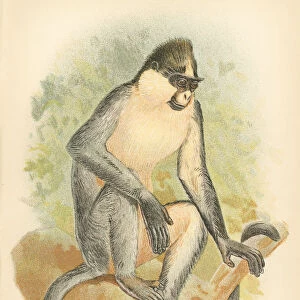 Langur primate 1894
