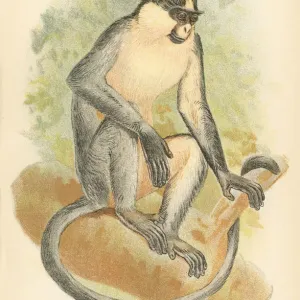 Langur Primate Print, 1894 Langur Primate Print, 1894