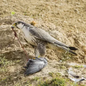 Lanner Falcon -Falco biarmicus-, Chambal River, Rajasthan, India Lanner Falcon -Falco biarmicus-, Chambal River, Rajasthan, India