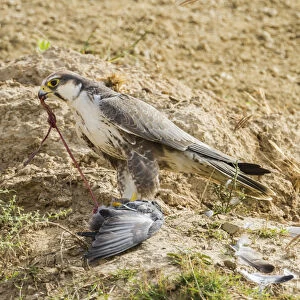 Lanner Falcon -Falco biarmicus-, Chambal River, Rajasthan, India