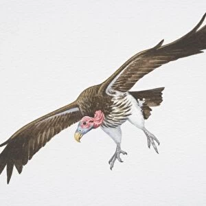 Lappet-faced or Nubian Vulture (Aegypius tracheliotus), brown wings spread in flight