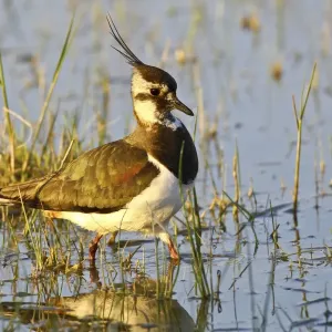 Lapwing -vanellus vanellus-, Burgenland, Austria, Europe Lapwing -vanellus vanellus-, Burgenland, Austria, Europe