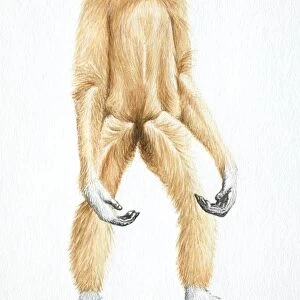 Lar Gibbon, Hylobates lar, standing with its arms hanging, front view