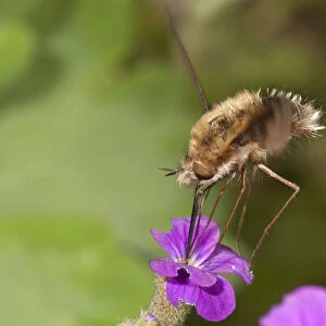 Large bee fly -Bombylius major- sucking nectar from an aubrieta -Aubrieta- Untergroeningen, Baden-Wuerttemberg, Germany, Europe