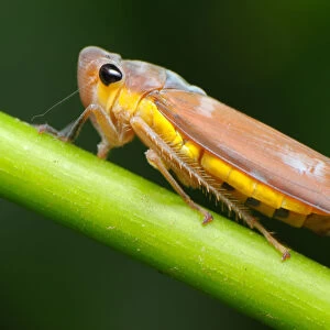 Large Brown Leafhopper (Bothrogonia ferruginea)