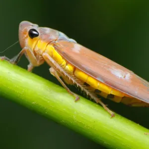 Large Brown Leafhopper Print Large Brown Leafhopper Print