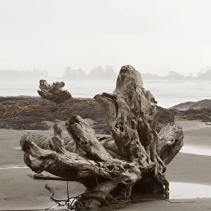 A Large Drift Log Sits On Chestermans Beach Near Tofino; British Columbia Canada