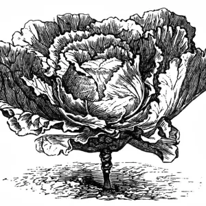 Large Dutch cabbage