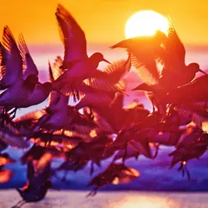 Large Flock of Dunlin Birds Backlit Print Against Sunrise at Jones Beach Large Flock of Dunlin Birds Backlit Print Against Sunrise at Jones Beach