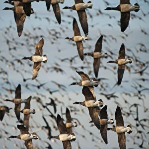 Large flock of brant geese in flight