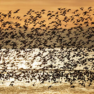 Large Flock of Dunlin Against Sunrise at Jones Beach