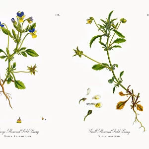 Large-Flowered Field Pansy, Viola Eu-tricolor, Victorian Botanical Illustration, 1863