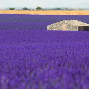 Lavender Fields Print Lavender Fields Print