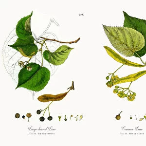 Large-leaved Lime, Tilia Grandifolia, Victorian Botanical Illustration, 1863