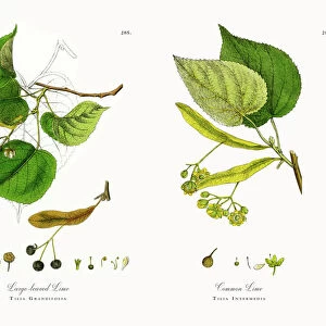 Large-leaved Lime, Tilia Grandifolia, Victorian Botanical Illustration, 1863