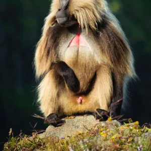 A large male Gelada Monkey (Theropithecus Gelada) soaks in the morning sun. Simien Mountains National Park, Ethiopia