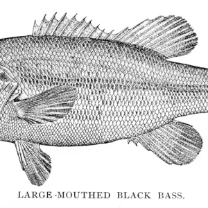 Large Mouthed Black Bass Print, 1898 Engraving Large Mouthed Black Bass Print, 1898 Engraving