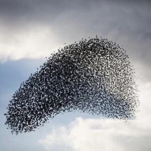 Large murmuration of starlings