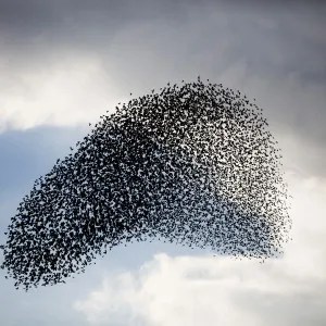 Large murmuration of starlings