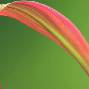 Large pink tropical leaf against avocado green background Large pink tropical leaf against avocado green background