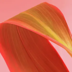 Large pinkish green tropical leaf against pink background Large pinkish green tropical leaf against pink background