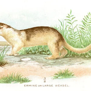 Large weasel lithograph 1897