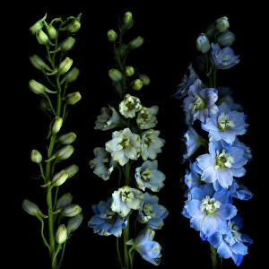 Larkspur from bud to flower