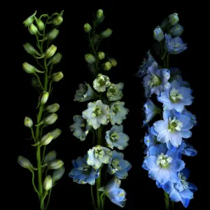 Larkspur from bud to flower Larkspur from bud to flower