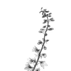 Larkspur (Delphinium sp. ), X-ray