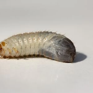Larva of a Cockchafer -Melolontha-