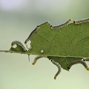 Larvae of the Sawfly (Craesus septentrionalis), developmental stage of an insect