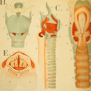 Larynx Larynx