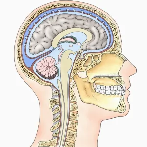 Lateral cross section through the skull showing the brain with intermediate layers (meninges) highlighted