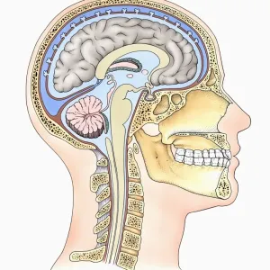 Lateral Cross Section of the Skull with Brain and Meninges Print Lateral Cross Section of the Skull with Brain and Meninges Print