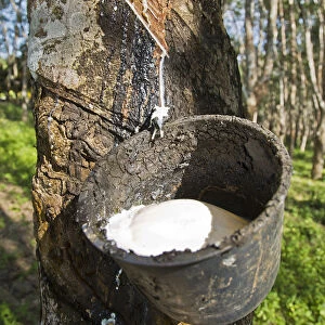 Latex production on a Para Rubber Tree or Sharinga Tree -Hevea brasiliensis- on a rubber plantation, Pulau Langkawi, Sultanat Kedah, Malaysia