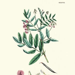 Lathyrus niger, black bitter vetch, Wildflower Floral Print