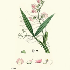 Lathyrus sylvestris, flat pea or narrow-leaved everlasting-pea